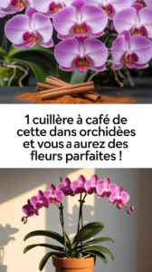 1 cuillère à café de cette épice dans vos orchidées et vous aurez des fleurs parfaites !
