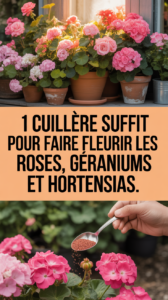 1 cuillère suffit pour faire fleurir les roses, géraniums et hortensias.