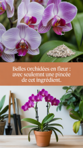 Belles orchidées en fleur : avec seulement une pincée de cet ingrédient.