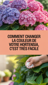 Comment changer la couleur de votre hortensia, c'est très facile