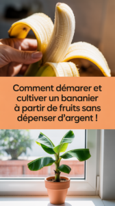 Comment démarrer et cultiver un bananier à partir de fruits sans dépenser d’argent !