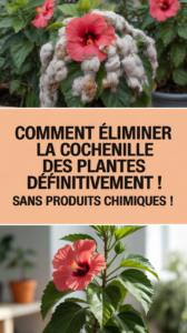 Comment éliminer la cochenille des plantes définitivement ! Sans produits chimiques !