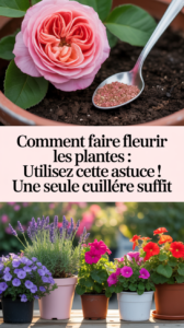 Comment faire fleurir les plantes : utilisez cette astuce ! Une seule cuillère suffit