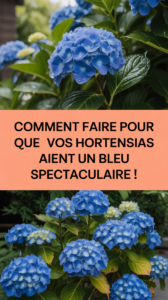 Comment faire pour que vos hortensias aient un bleu spectaculaire !
