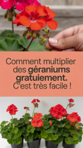Comment multiplier des géraniums gratuitement. C’est très facile !