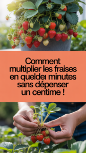 Comment multiplier les fraises en quelques minutes sans dépenser un centime !