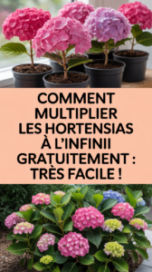 Comment multiplier les hortensias à l'infini gratuitement : très facile !