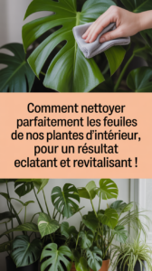 Comment nettoyer parfaitement les feuilles de nos plantes d'intérieur, pour un résultat éclatant et revitalisant !
