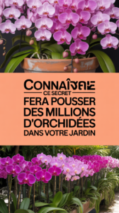 Connaître ce secret fera pousser des millions d’orchidées dans votre jardin