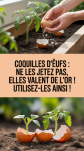 Coquilles d'œufs : ne les jetez pas, elles valent de l'or ! Utilisez-les ainsi !
