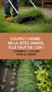 Coupez l'herbe : ne la jetez jamais, elle vaut de l'or ! Comment l'utiliser dans le jardin.