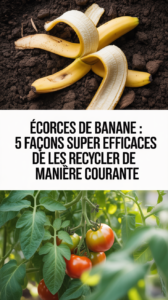Écorces de banane : 5 façons super efficaces de les recycler de manière courante
