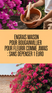 Engrais maison pour bougainvillier pour fleurir comme jamais : sans dépenser 1 euro