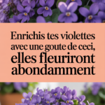 Enrichis tes violettes avec une goutte de ceci, elles fleuriront abondamment