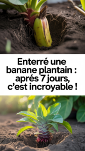 Enterré une banane plantain : après 7 jours, c’est incroyable !