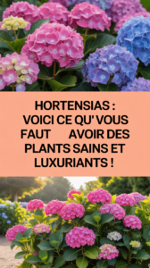 Hortensias : voici ce qu'il vous faut pour avoir des plants sains et luxuriants !
