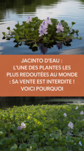 Jacinto d’eau : l’une des plantes les plus redoutées au monde : sa vente est interdite ! Voici pourquoi