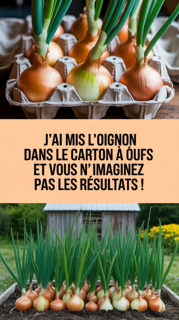 J’ai mis l’oignon dans le carton à œufs et vous n’imaginez pas les résultats !