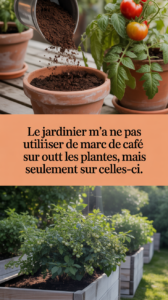 Le jardinier m'a dit de ne pas utiliser de marc de café sur toutes les plantes, mais seulement sur celles-ci.