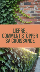 Lierre : comment stopper sa croissance