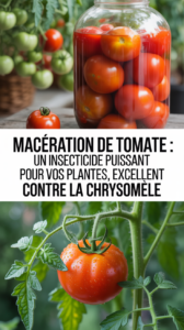 Macération de tomate : un insecticide puissant pour vos plantes, excellent contre la chrysomèle
