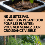Ne le jetez pas, il vaut son pesant d'or pour les plantes : vous verrez leur croissance visible