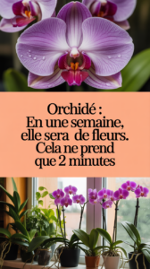 Orchidée : en une semaine, elle sera pleine de fleurs. Cela ne prend que 2 minutes