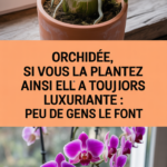 Orchidée, si vous la plantez ainsi elle sera toujours luxuriante : peu de gens le font