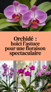 Orchidée : voici l’astuce pour une floraison spectaculaire