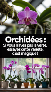 Orchidées : si vous n'avez pas la main verte, essayez cette variété, c'est magique !