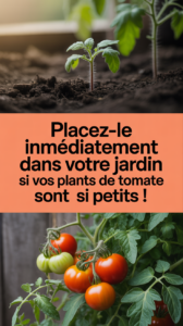 Placez-le immédiatement dans votre jardin si vos plants de tomate sont si petits !