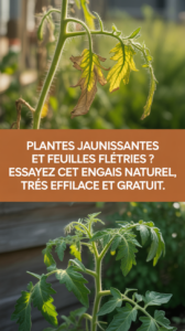 Plantes jaunissantes et feuilles flétries ? Essayez cet engrais naturel, très efficace et gratuit.