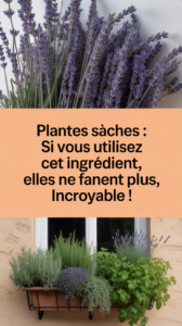 Plantes sèches : si vous utilisez cet ingrédient, elles ne fanent plus, incroyable !