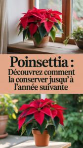 Poinsettia : découvrez comment la conserver jusqu’à l’année suivante
