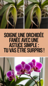 Soigne une orchidée fanée avec une astuce simple : tu vas être surpris !