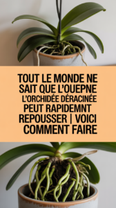 Tout le monde ne sait pas que l'orchidée déracinée peut rapidement repousser | Voici comment faire