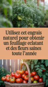 Utilisez cet engrais naturel pour obtenir un feuillage éclatant et des fleurs saines toute l'année
