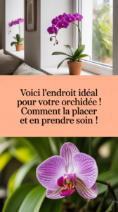 Voici l'endroit idéal pour votre orchidée ! Comment la placer et en prendre soin !