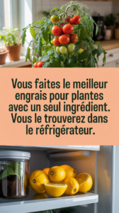 Vous faites le meilleur engrais pour plantes avec un seul ingrédient. Vous le trouverez dans le réfrigérateur.