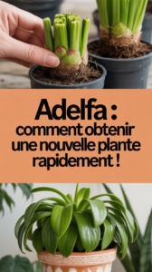 Adelfa : comment obtenir une nouvelle plante rapidement !