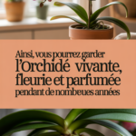 Ainsi, vous pourrez garder l'orchidée vivante, fleurie et parfumée pendant de nombreuses années
