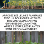 Arrosez les jeunes plantules avec lui pour qu'elles ne s'allongent pas mais grandissent davantage. Après 3 jours, les plantes sont méconnaissables.