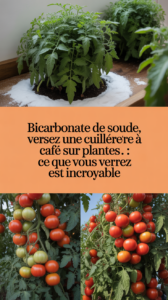 Bicarbonate de soude, versez une cuillère à café sur les plantes : ce que vous verrez est incroyable