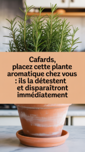 Cafards, placez cette plante aromatique chez vous : ils la détestent et disparaîtront immédiatement