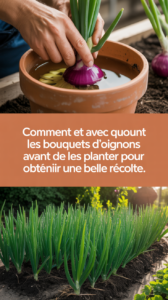 Comment et avec quoi traiter les bouquets d’oignons avant de les planter pour obtenir une belle récolte.