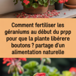 Comment fertiliser les géraniums au début du printemps pour que la plante libère des boutons ? Partage d'une alimentation naturelle