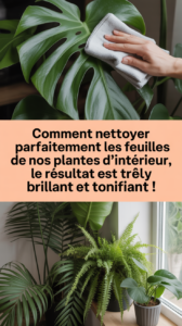 Comment nettoyer parfaitement les feuilles de nos plantes d’intérieur, le résultat est très brillant et tonifiant !