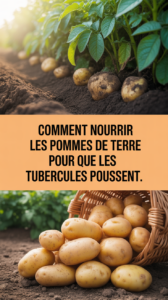 Comment nourrir les pommes de terre pour que les tubercules poussent.