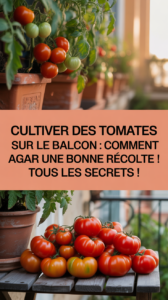 Cultiver des tomates sur le balcon : comment obtenir une bonne récolte ! Tous les secrets !