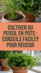 Cultiver du persil en pots : conseils faciles pour réussir